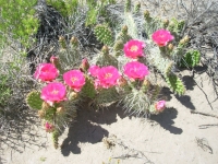 Prickly Pear